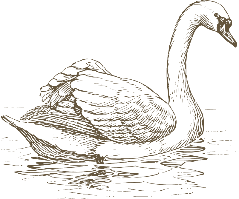 Swan